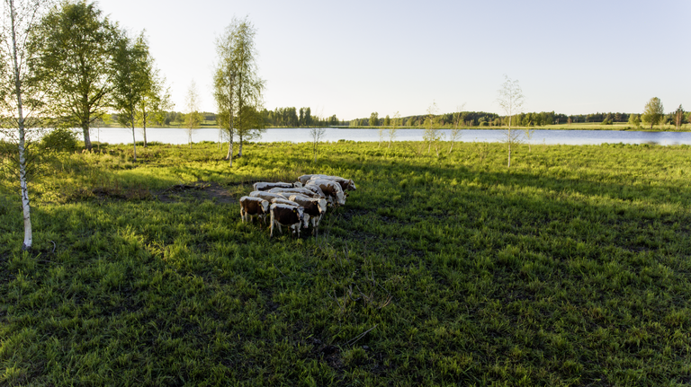 Ilmakuva lehmistä